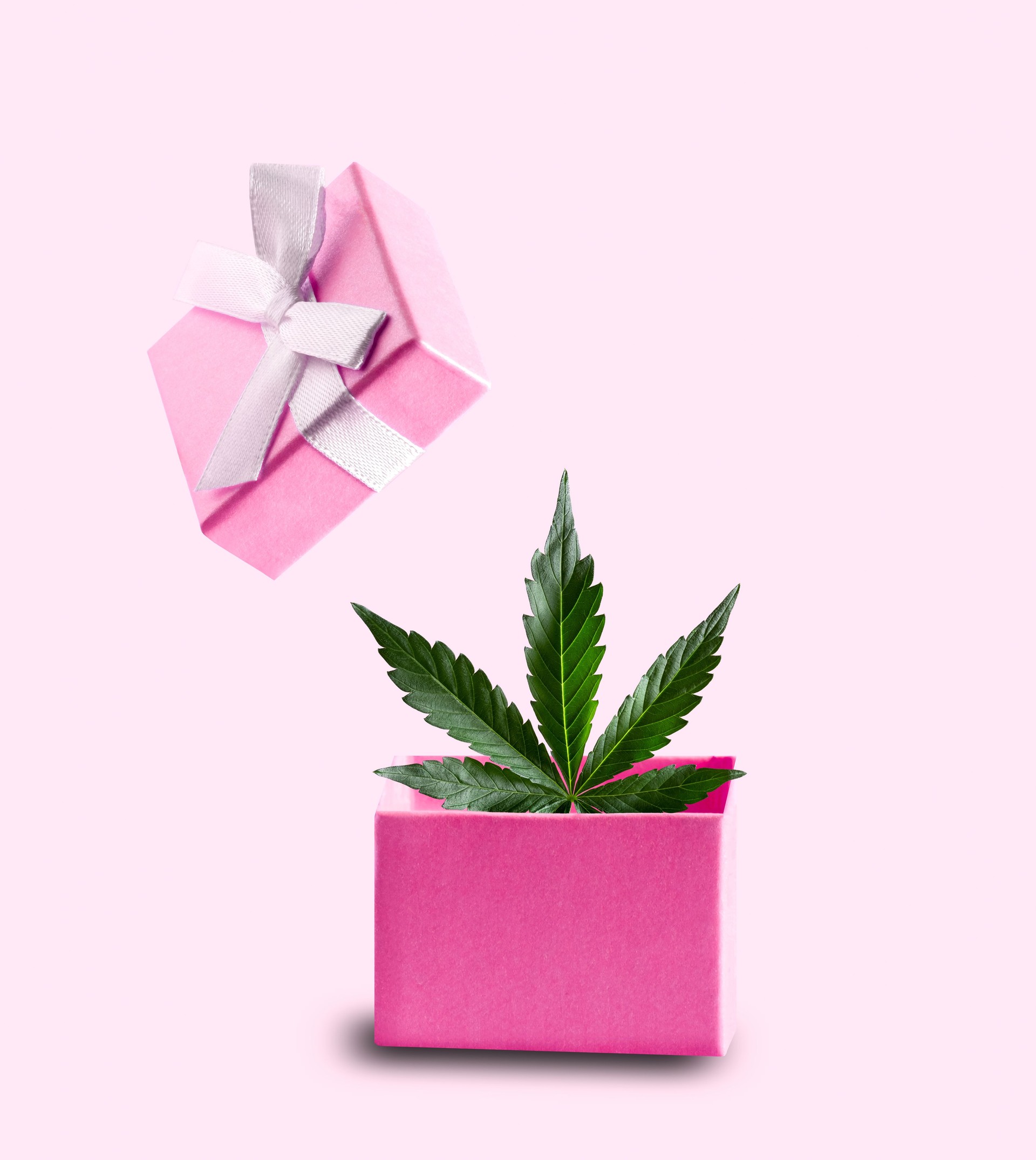 Pink gift box with cannabis leaf inside on pink background.